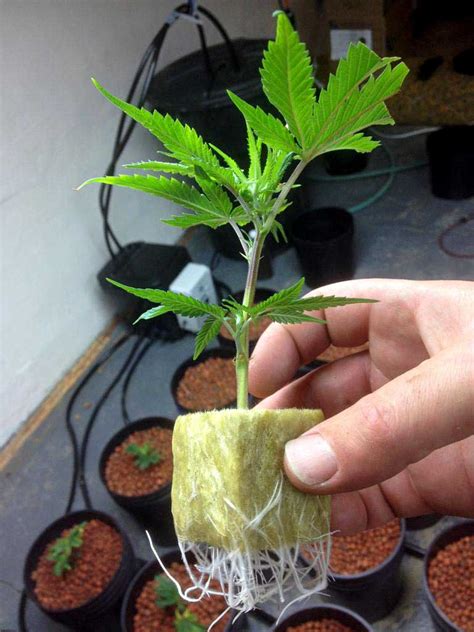 can i grow clone in ziplock bag|clones in marijuana plants.